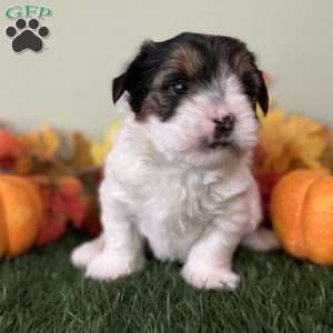 Carson, Biewer Terrier Puppy